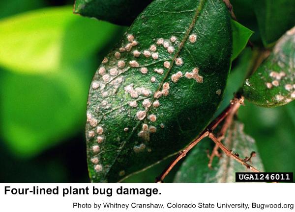 Four-lined plant bug damage